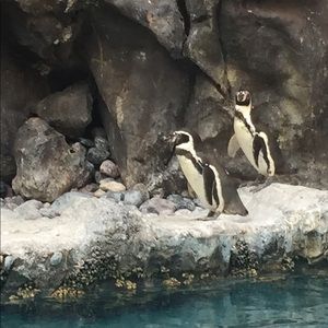 Meet your Posher, Nicki